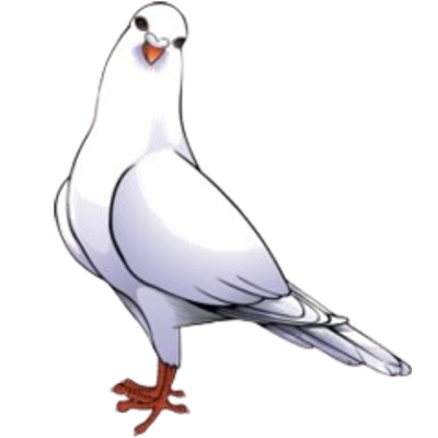 image of a dove